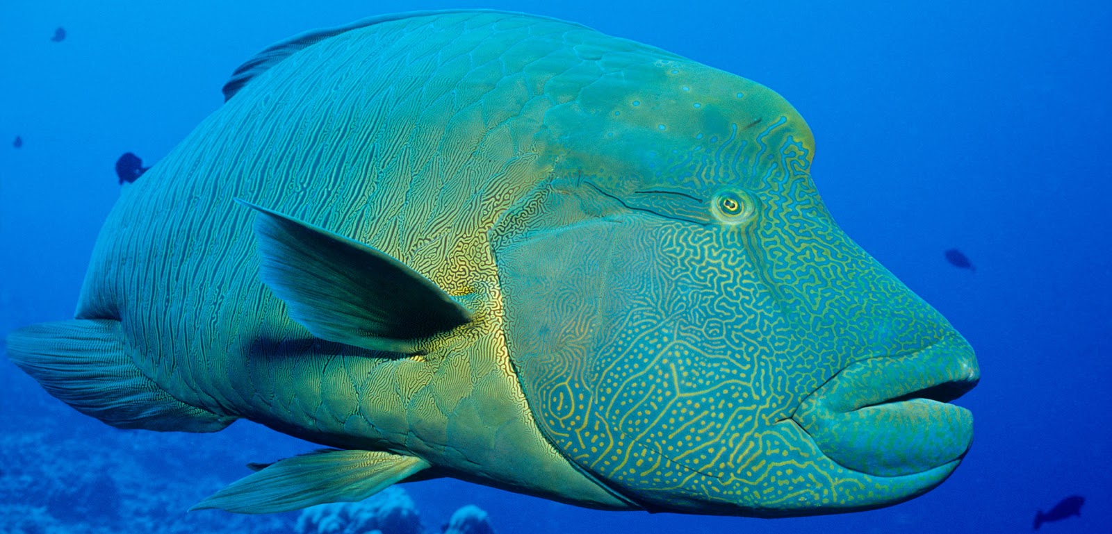 Ikan Napoleon: Si Cantik dari Laut yang Wajib Kita Jaga!